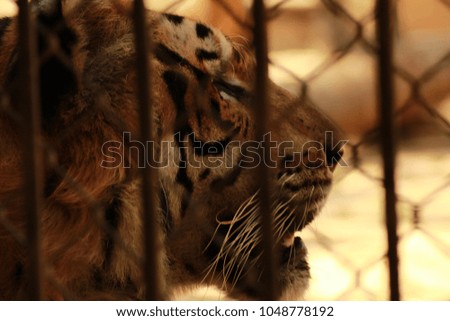 tiger wild wildlife animal nature jungle siberian beautiful bengal tigris animals 