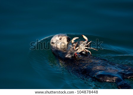 Sea Otter eating a crab in Morro Bay
