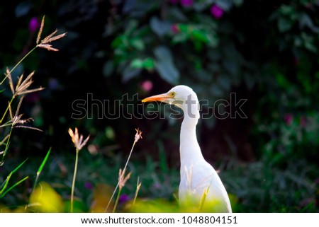 The cattle egret is a cosmopolitan species of heron found in the tropics, subtropics and warm temperate zones.
