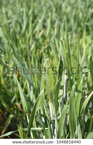 Arizona wheat field after rain
