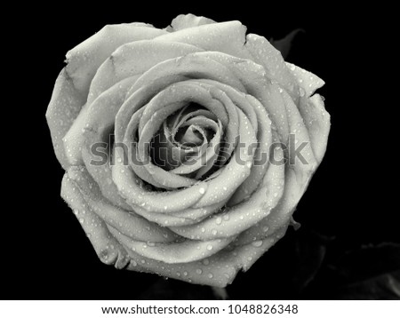 Beautiful rose with black background