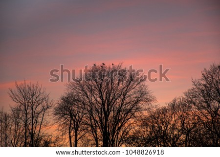 Beautiful sunset sky. Birds on top of the tree
