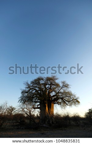 Baobab at dusk Royalty-Free Stock Photo #1048835831
