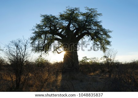 Baobab at dusk Royalty-Free Stock Photo #1048835837