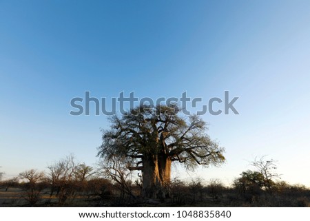 Baobab at dusk Royalty-Free Stock Photo #1048835840