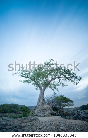 Baobab at dusk Royalty-Free Stock Photo #1048835843