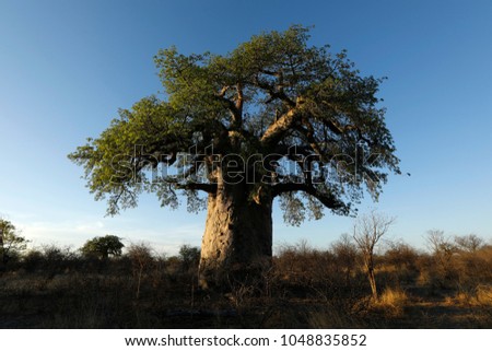 Baobab at dusk Royalty-Free Stock Photo #1048835852