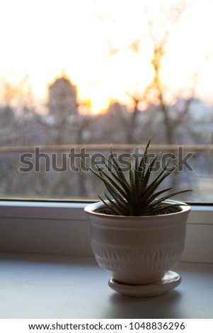 Haworthia succulent or cactus striped on the sunset in beige simple pot. With space for text.
