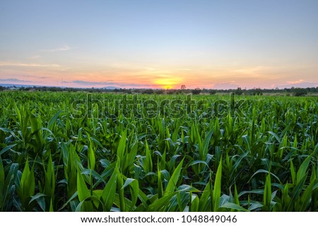 a front selective focus picture of organic young corn field at agriculture farm in the morning sunrise.