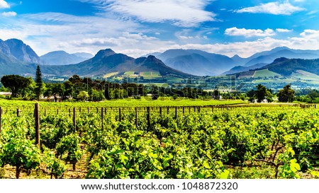 Vineyards of the Cape Winelands in the Franschhoek Valley in the Western Cape of South Africa, amidst the surrounding Drakenstein mountains Royalty-Free Stock Photo #1048872320