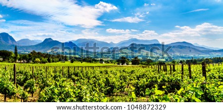 Vineyards of the Cape Winelands in the Franschhoek Valley in the Western Cape of South Africa, amidst the surrounding Drakenstein mountains Royalty-Free Stock Photo #1048872329