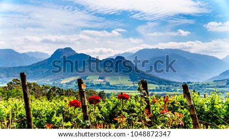 Vineyards of the Cape Winelands in the Franschhoek Valley in the Western Cape of South Africa, amidst the surrounding Drakenstein mountains Royalty-Free Stock Photo #1048872347