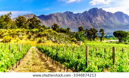 Vineyards of the Cape Winelands in the Franschhoek Valley in the Western Cape of South Africa, amidst the surrounding Drakenstein mountains Royalty-Free Stock Photo #1048874213