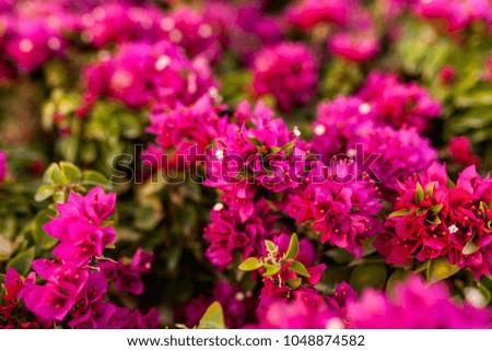 red flowers and green leaf background close up horizontal image