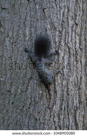A fluffy-tailed black squirrel looks surprised and peers into the camera as it descends a tree.