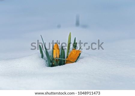 Yellow Blossom Crocus Flowers in Snow