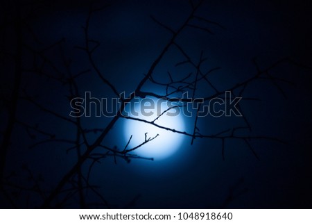 Moon with silhouette of tree branches.