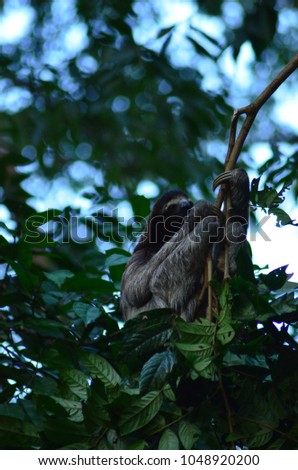 Sloth in a tree in costa rica