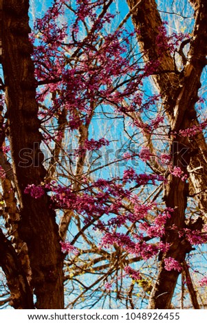 Purple Bloom Redbud Tree Spring