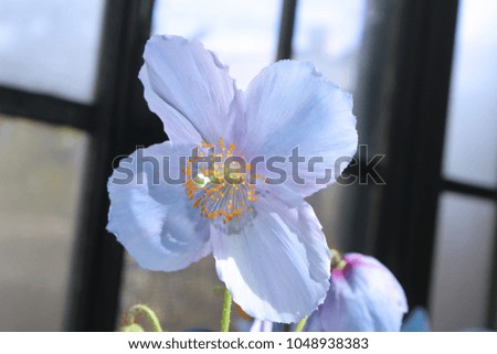 BLUE POPPY FLOWERS