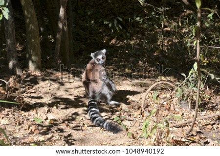 Funny Picture of a Cute and Adorable Ring-Tailed Katta Lemur Checking whether its Tail is still there, Madagascar