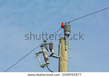 A male cardinal perched on a power line by a transformer at the top of a pole with different shaped equipment attached