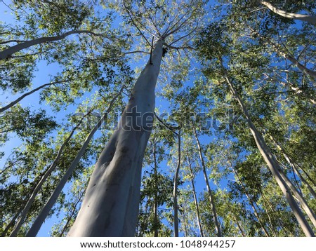 Image of ant view. Many beautiful tall tree in the forest with clear blue sky background. Beautiful wild and quiet forest in march under the blue sky and bright sun. High resolution