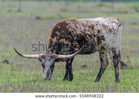 Longhorn cattle grazing in green field