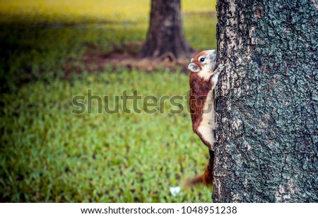
A little squirrel runs on a tree in the garden.
