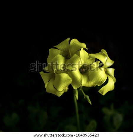 Selective focus on yellow Oxalis flowers on dark black background