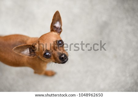 Pretty light brown chihuahua dog looking straight up at the camera	
