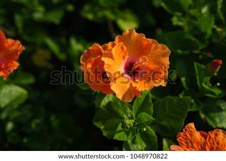 red orange hibiscus flower
