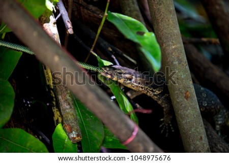 Varanus salvator eating Snake