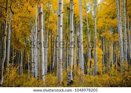 Fall foliage in Aspen Grove, Colorado, USA Royalty-Free Stock Photo #1048978205