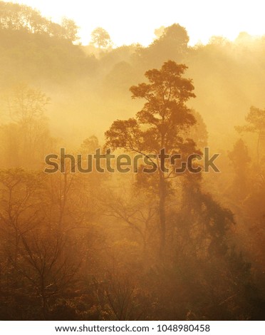 Trees and fog in the morning. And sunrise is a beautiful picture suitable for nature.