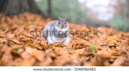 Face to face with a Grey Squirrel