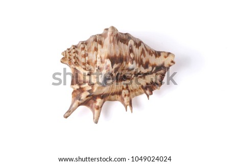 Seashell on a white background for isolation
