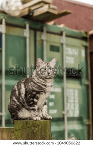 Tabby cat sitting on a fence post