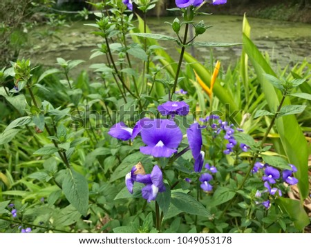 Blue hawaii or Otacanthus coeruleus flower blooming in the garden, purple flower blossom