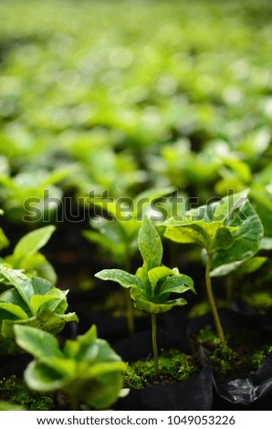 Coffee seedlings ready to be planted