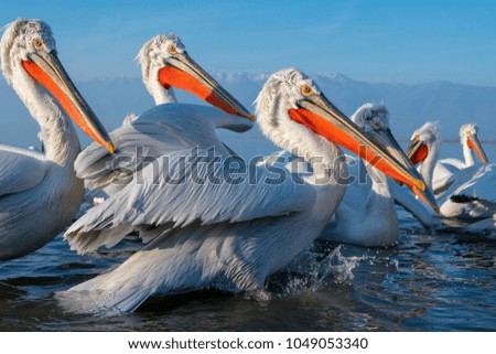 Dalmatian Pelicans, big birds