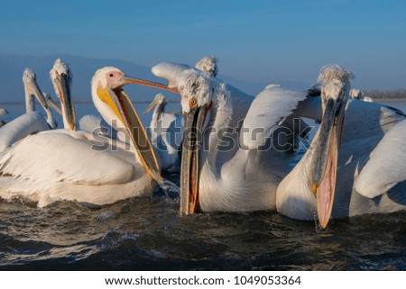 Dalmatian Pelicans, big birds