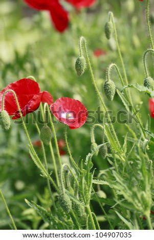 Close up  red corn poppy   in  green  field
