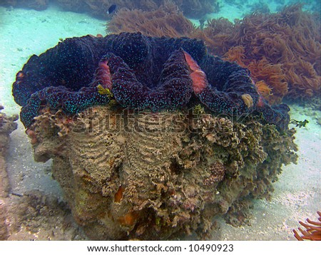 Huge Giant Clam (Tridahna gigas)
