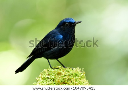 Male of White-tailed Robin (Cinclidium leucurum) beautiful dark blue bird with bright head perching on mossy spot showing its side feather profile in nature, amazed animal