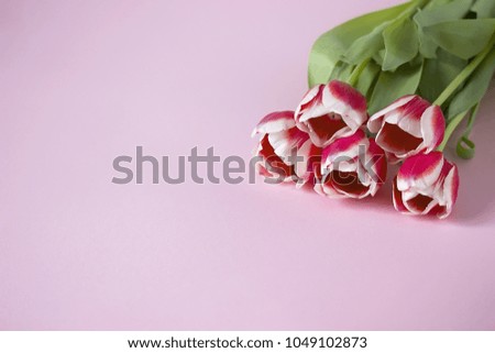 Purple tulips with white border on violet background