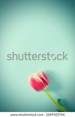 Purple tulip with white border on blue background