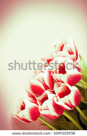 Red tulips with white border on pink background