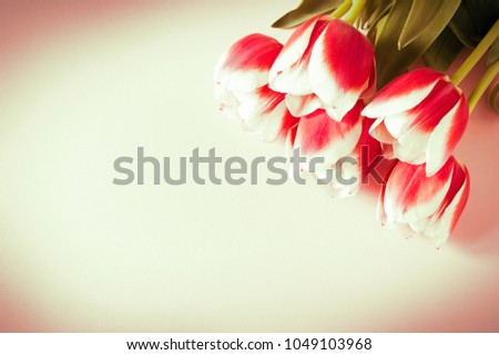 Red tulips with white border on pink background