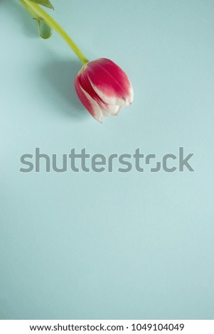 Purple tulip with white border on blue background